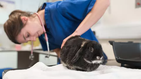 A black rabbit is assessed by a Blue Cross vet.